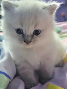 chatton ragdoll - Photo 6