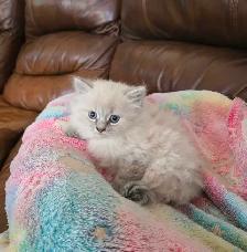 chatton ragdoll - Photo 7