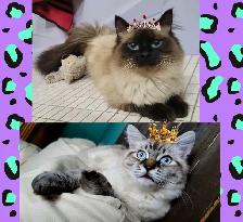 chatton ragdoll - Photo 8