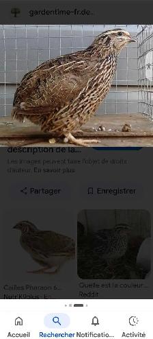 Recherche Caille Pharaon - Photo 2