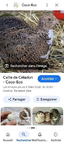 Recherche Caille Celadon - Photo 2