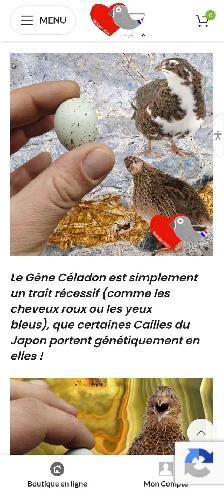 Recherche Caille Celadon - Photo 3