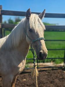 2025 Palomino TWH filly