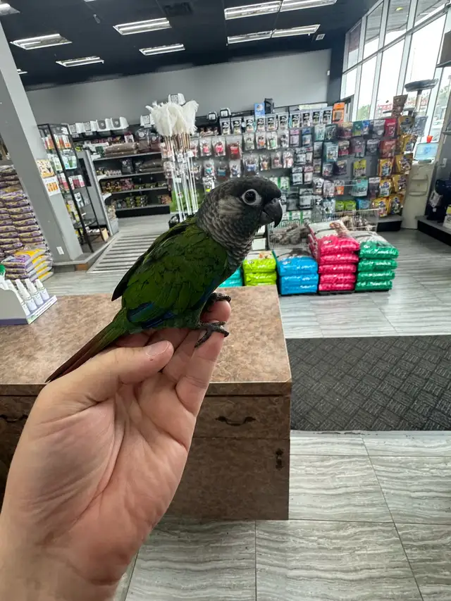 Conure Perlée Nourri a la main 3 mois / Pearly Conure handfed