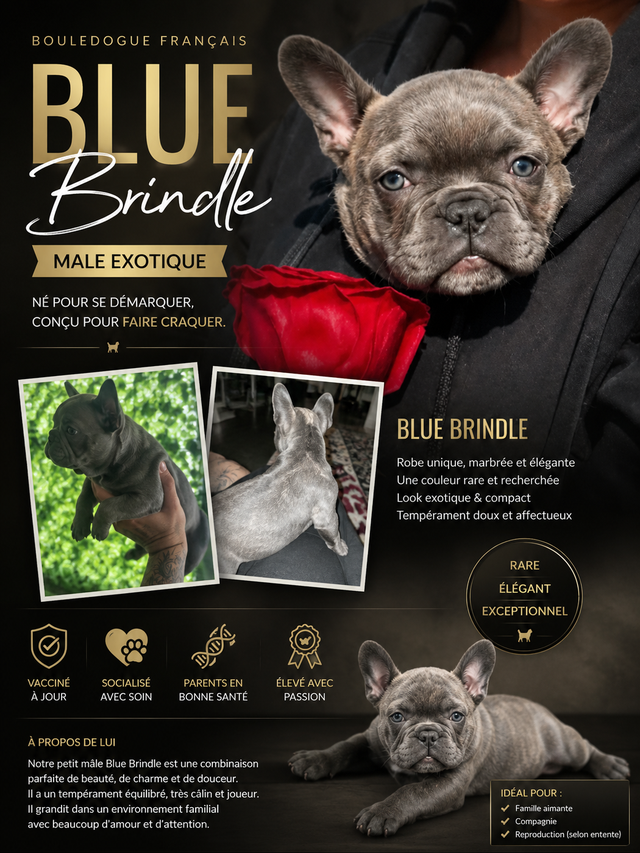 Bouledogue francais / French Bulldog
