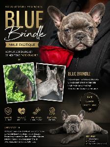 Bouledogue francais / French Bulldog