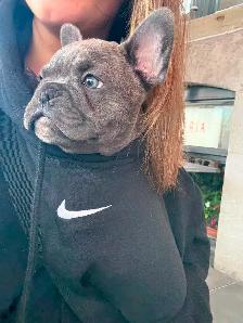 Bouledogue francais / French Bulldog - Photo 2