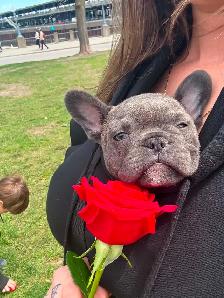 Bouledogue francais / French Bulldog - Photo 3