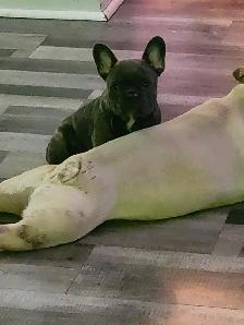 Bouledogue francais / French Bulldog - Photo 4