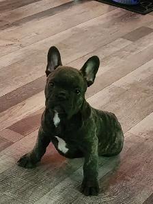 Bouledogue francais / French Bulldog - Photo 5