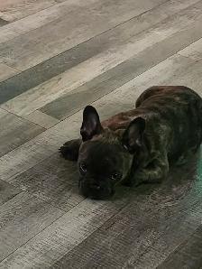 Bouledogue francais / French Bulldog - Photo 6