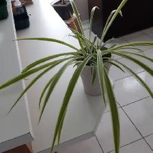 7 PLANTES MAISON VERTES BLANCHES UNE A FLEURS MAUVES $10.00CHAQU - Photo 4