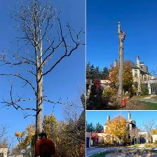 TORONTO TREE GUYS - TREE REMOVAL - PRUNING - LICENSED & INSURED - Photo 7