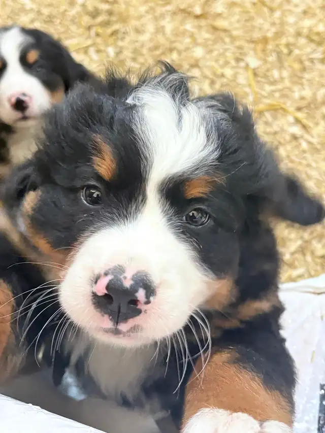 Chiot Chien Bouvier Bernois