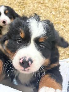 Chiot Chien Bouvier Bernois