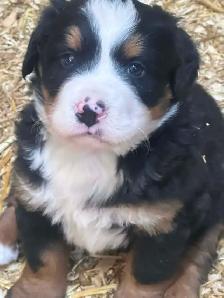 Chiot Chien Bouvier Bernois - Photo 2