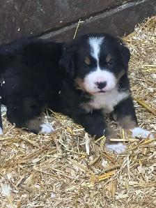 Chiot Chien Bouvier Bernois - Photo 3