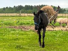 Poulain apaloosa - Photo 2