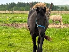 Poulain apaloosa - Photo 3
