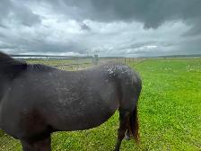 Poulain apaloosa - Photo 4