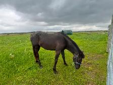 Poulain apaloosa - Photo 5