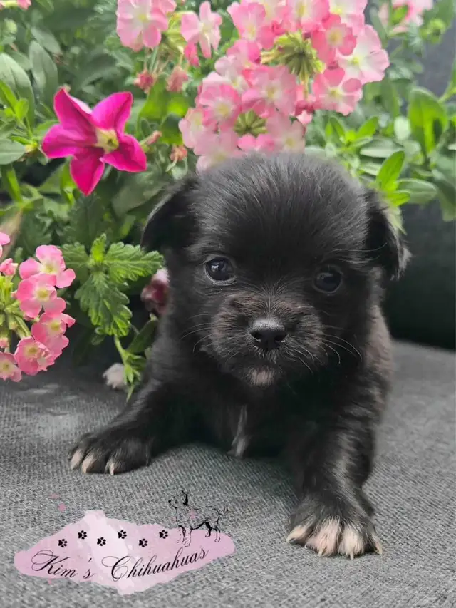 Chihuahua Puppy