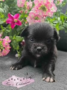 Chihuahua Puppy