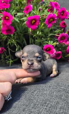Chihuahua Puppy - Photo 2