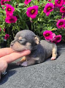 Chihuahua Puppy - Photo 3