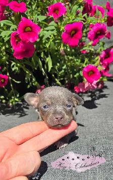 Chihuahua Puppy - Photo 4