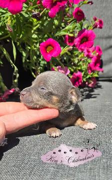 Chihuahua Puppy - Photo 5