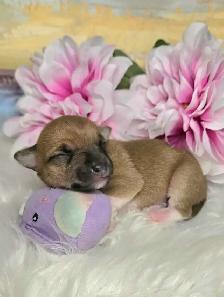 Chihuahua Puppy - Photo 6