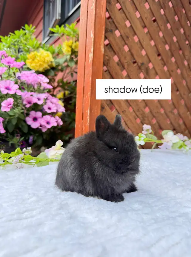 tiny netherland dwarf baby bunny