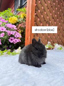 tiny netherland dwarf baby bunny