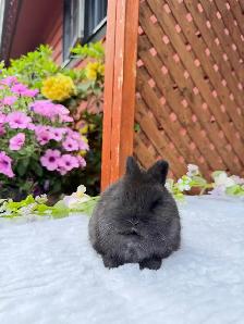 tiny netherland dwarf baby bunny - Photo 2