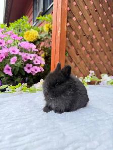 tiny netherland dwarf baby bunny - Photo 3