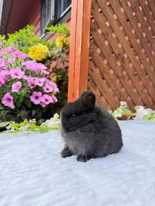 tiny netherland dwarf baby bunny - Photo 4