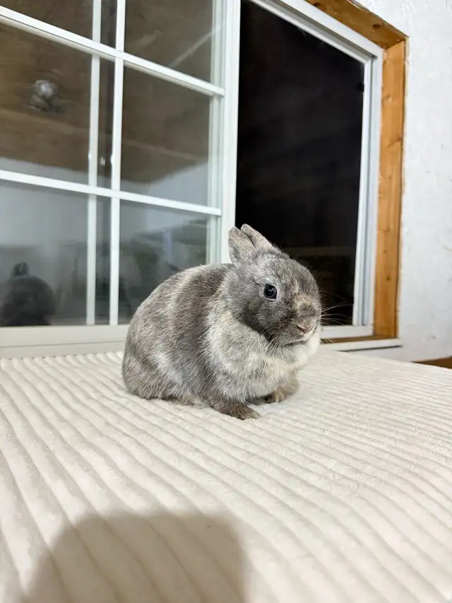 sweet female netherland dwarf bunny
