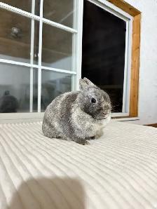sweet female netherland dwarf bunny
