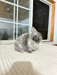 sweet female netherland dwarf bunny - Photo 2