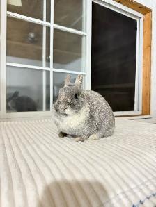 sweet female netherland dwarf bunny - Photo 3