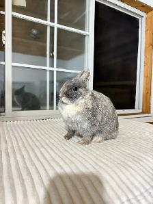 sweet female netherland dwarf bunny - Photo 4