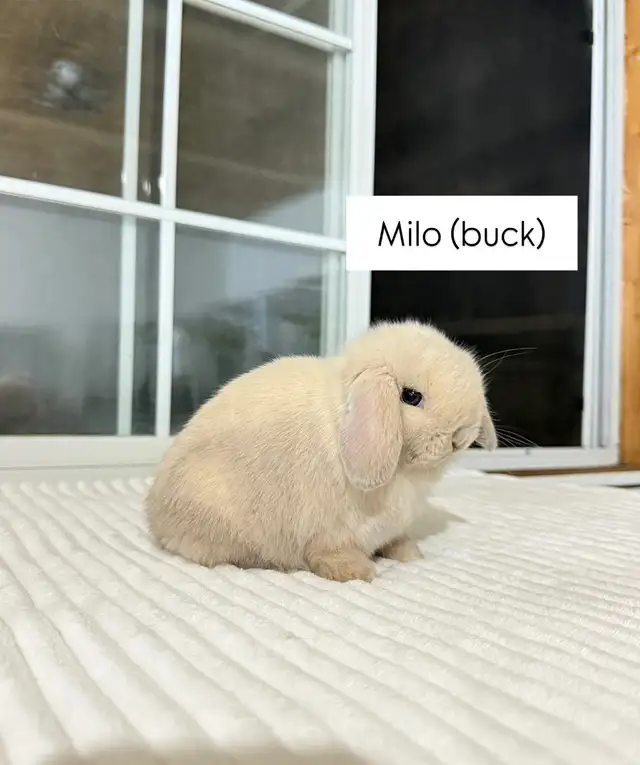 adorable holland lop baby bunnies