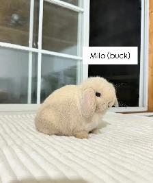 adorable holland lop baby bunnies