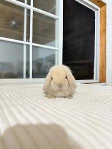 adorable holland lop baby bunnies - Photo 2