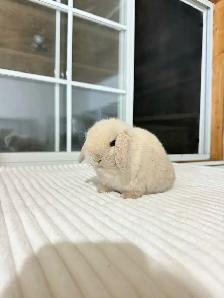 adorable holland lop baby bunnies - Photo 3
