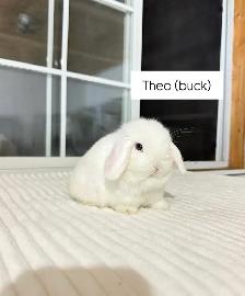 adorable holland lop baby bunnies - Photo 4