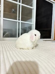adorable holland lop baby bunnies - Photo 5