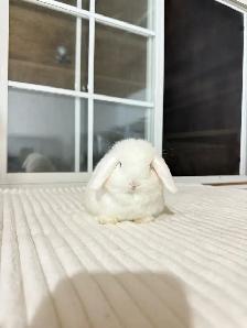 adorable holland lop baby bunnies - Photo 6