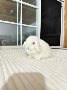 adorable holland lop baby bunnies - Photo 7